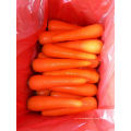 Leckere frische Karotte im Verkauf aus China